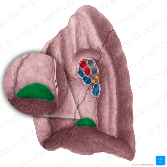 Impression for inferior vena cava of right lung (#21441)