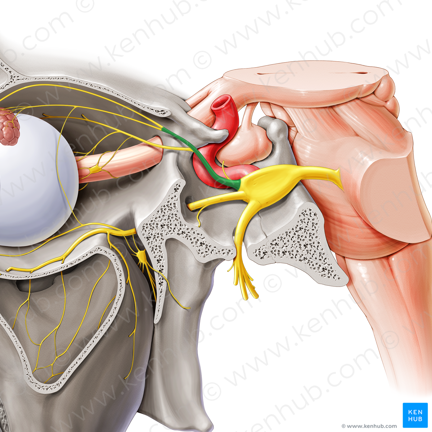 Ophthalmic nerve (#6632)