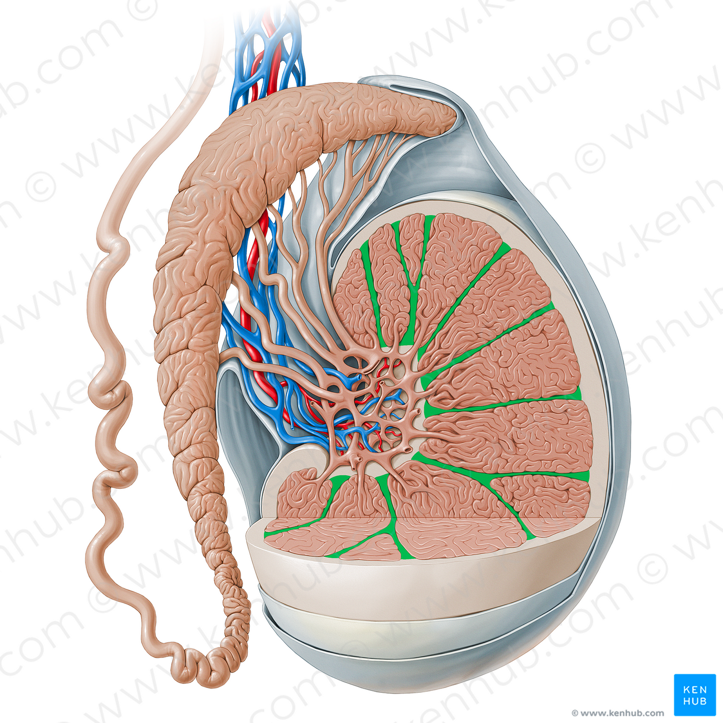 Septa of testis (#13522)