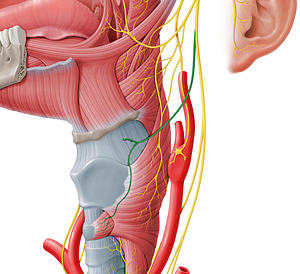 Superior laryngeal nerve (#6532)