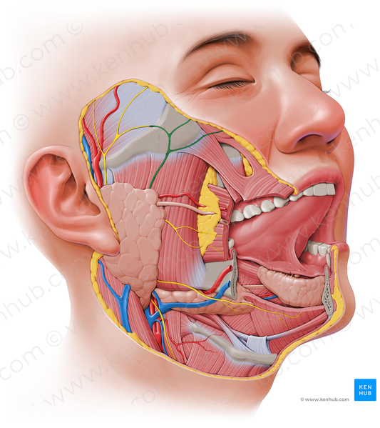 Zygomatic branches of facial nerve (#8585)
