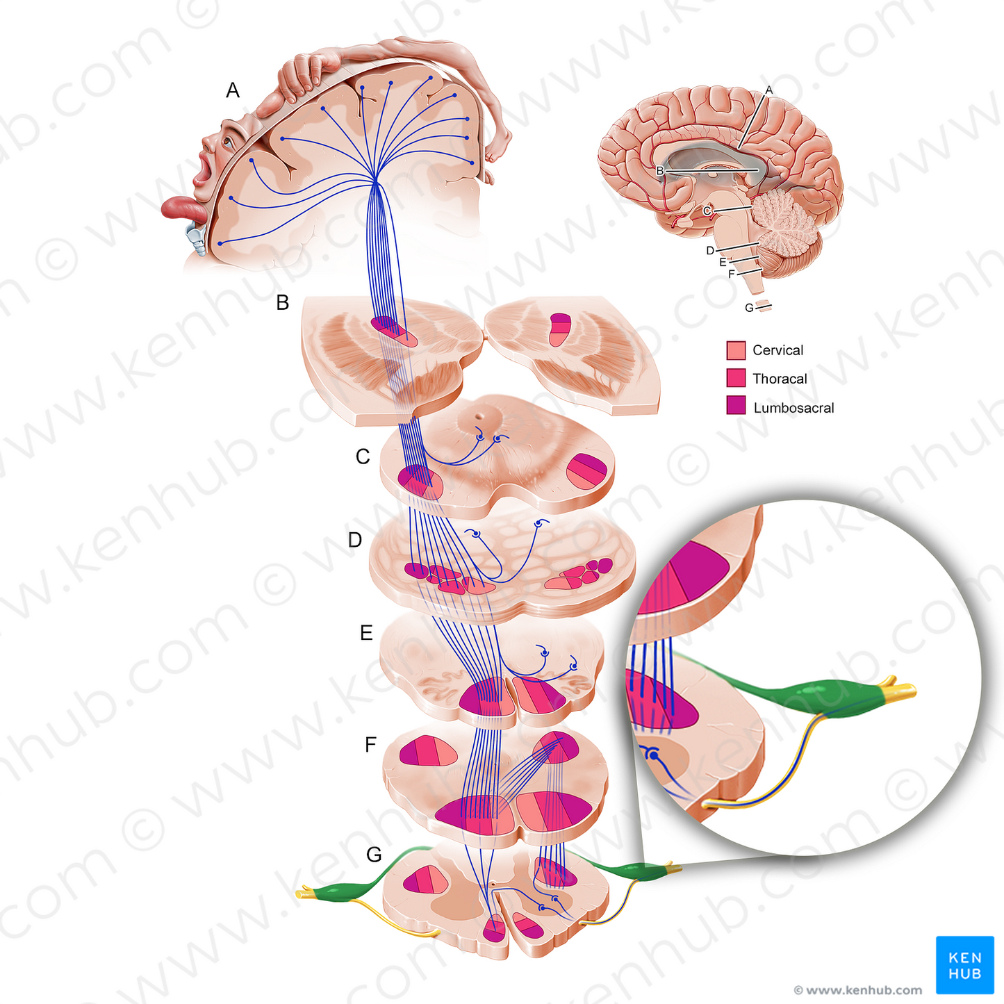 Posterior root of spinal nerve (#11222)