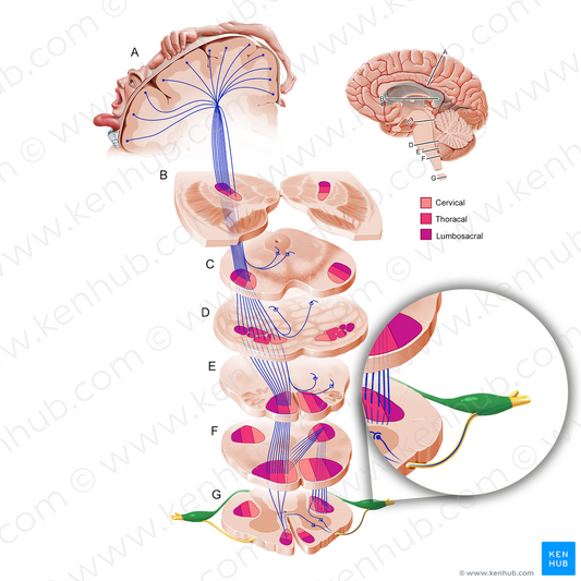 Posterior root of spinal nerve (#11222)