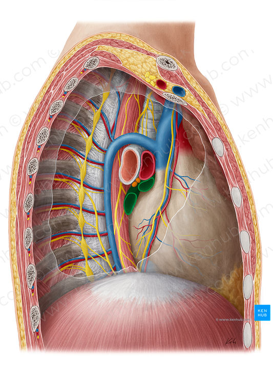 Pulmonary veins (#10193)