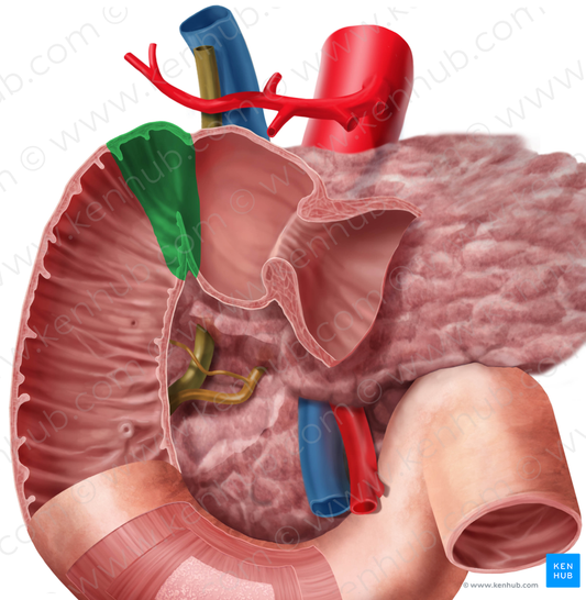 Superior duodenal flexure (#3706)