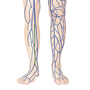 Anterior tibial vein (#10654)