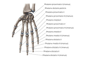 Phalanges of the hand (Latin)