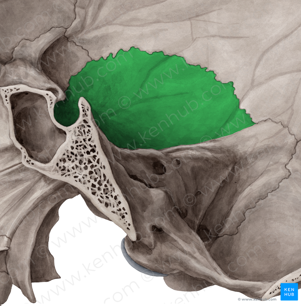 Squamous part of temporal bone (#7781) – Kenhub Image License Store