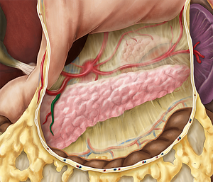 Anterior superior pancreaticoduodenal artery (#1603)