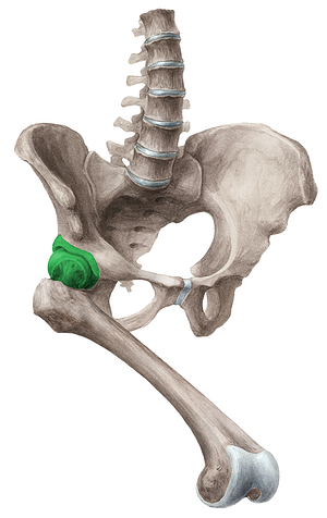 Hip joint (#2007)