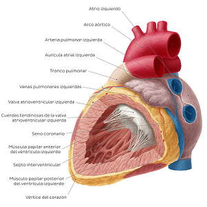 Heart: Left ventricle (Spanish)