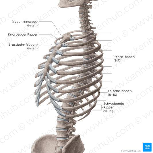 Ribs (overview) (German)