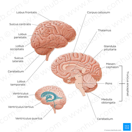 Introduction to the brain (Latin)