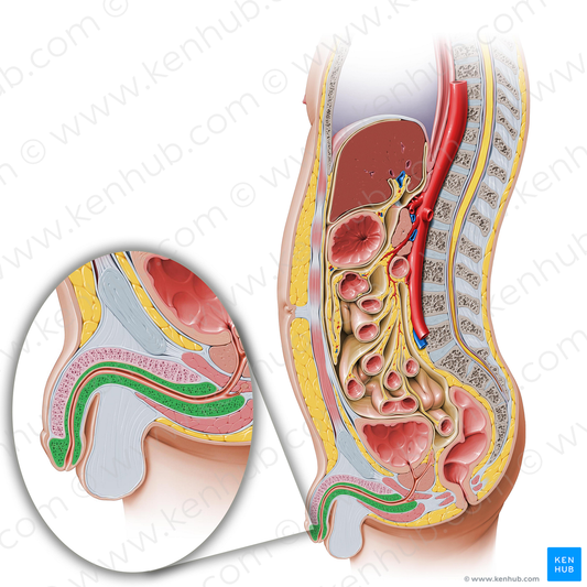 Corpus spongiosum of penis (#2997)