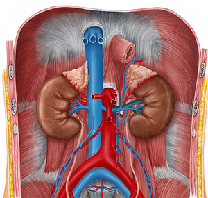 Left renal artery (#1751)