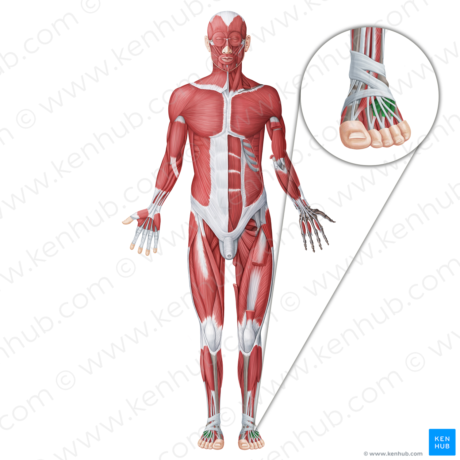 Extensor digitorum brevis muscle (#18662)