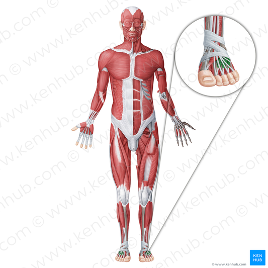 Extensor digitorum brevis muscle (#18662)