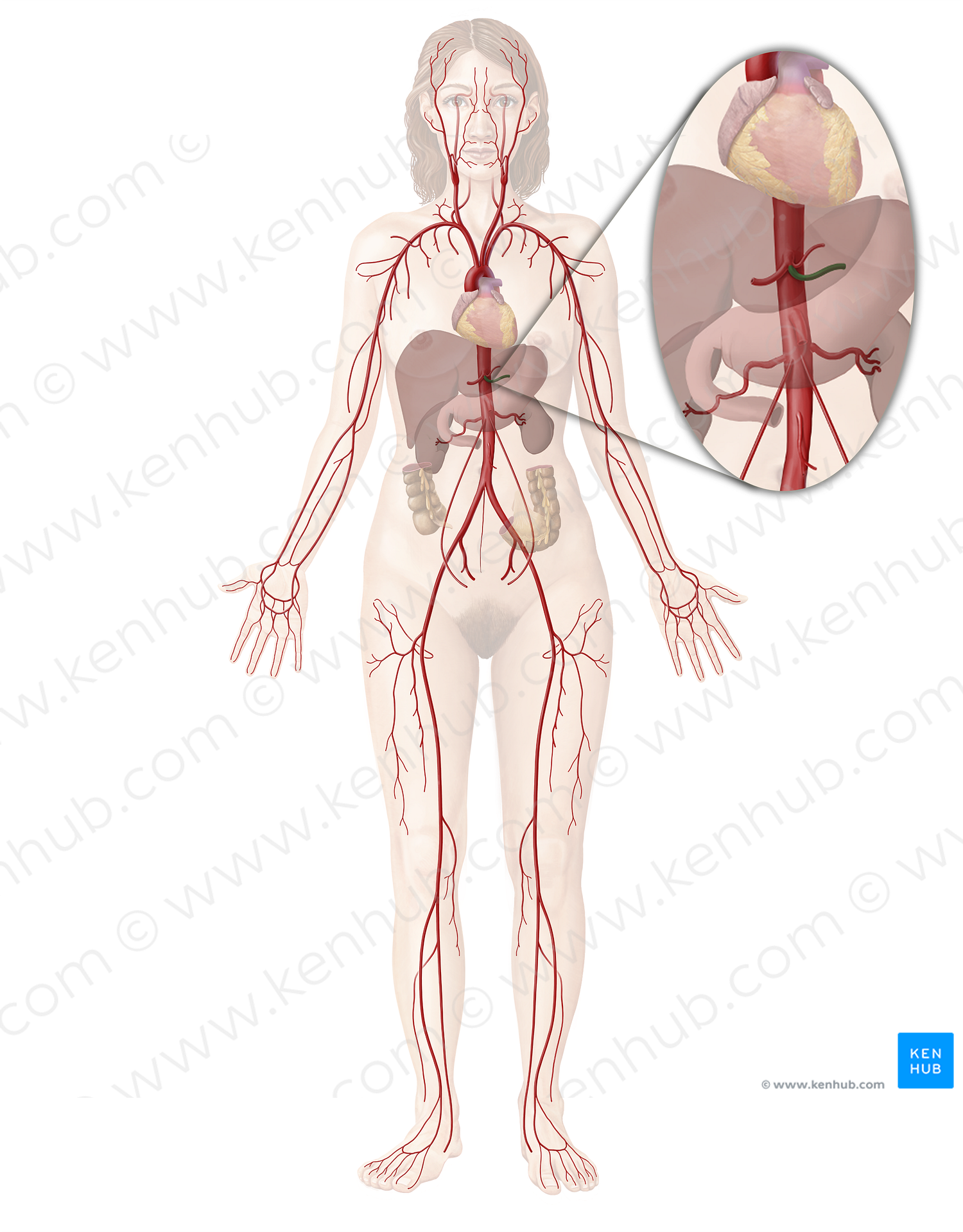 Splenic artery (#20610)