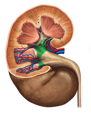 Major renal calices (#2292)