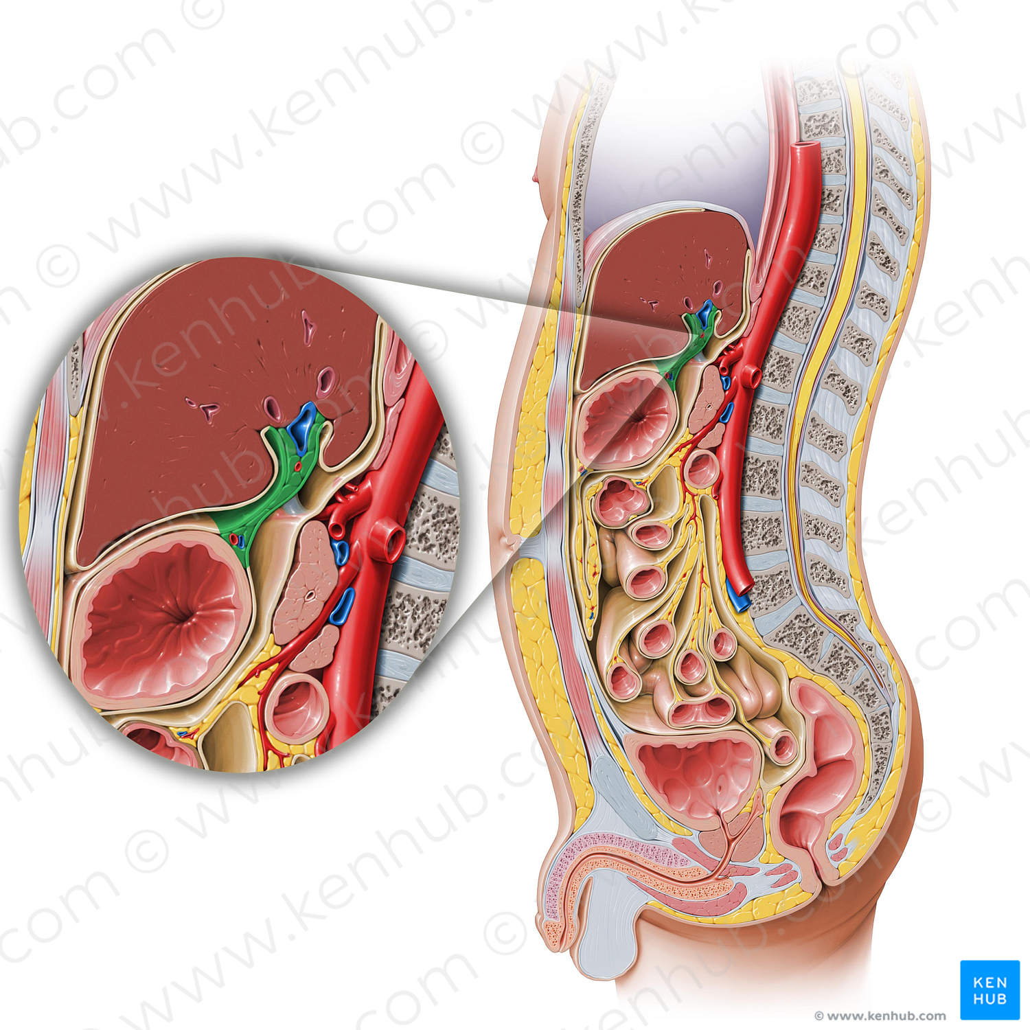 Lesser omentum (#7327)