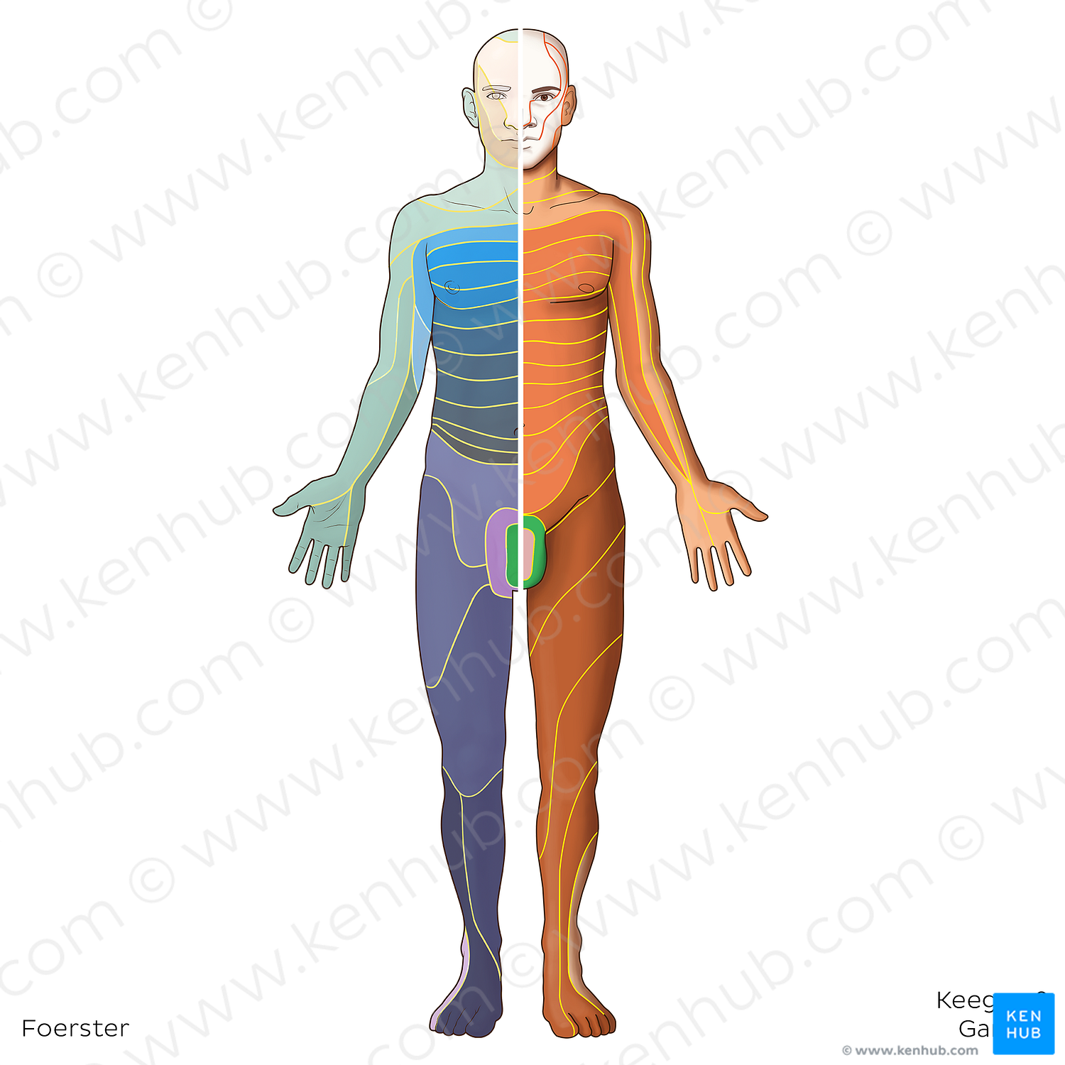S2 dermatome (20782) Kenhub Image License Store