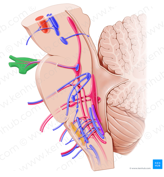 Trigeminal ganglion (#4036)