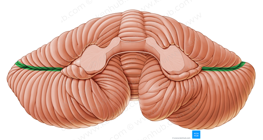 Horizontal fissure of cerebellum (#3652)