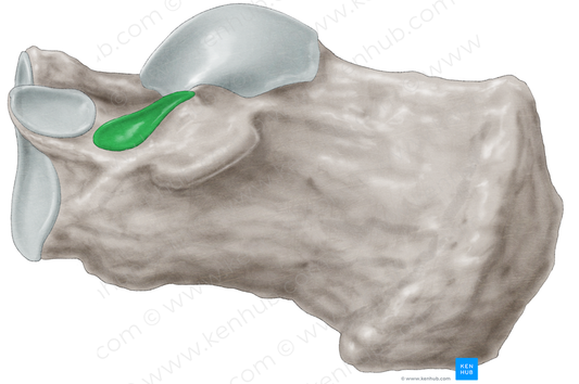 Middle talar articular surface of calcaneus (#3476)