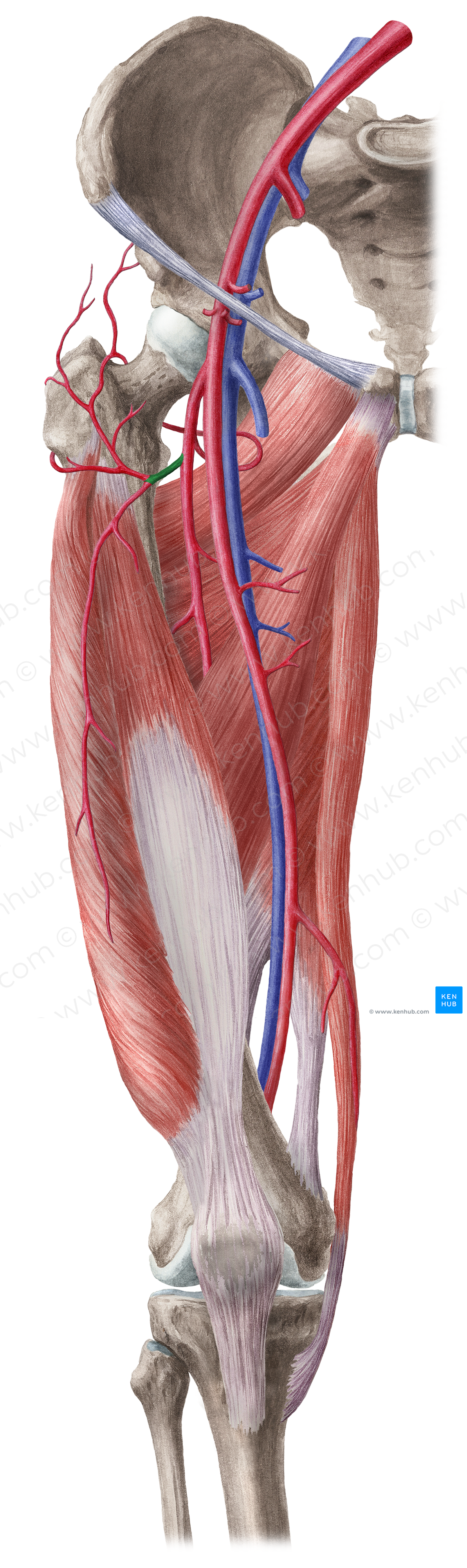 Lateral circumflex femoral artery (#1029)