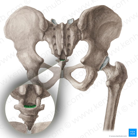 Sacrococcygeal joint (#16044)