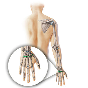 Carpometacarpal joints (#19898)