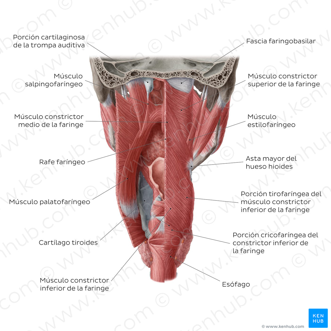 Muscles of the pharynx (Spanish)
