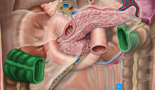 Transverse colon (#2769)