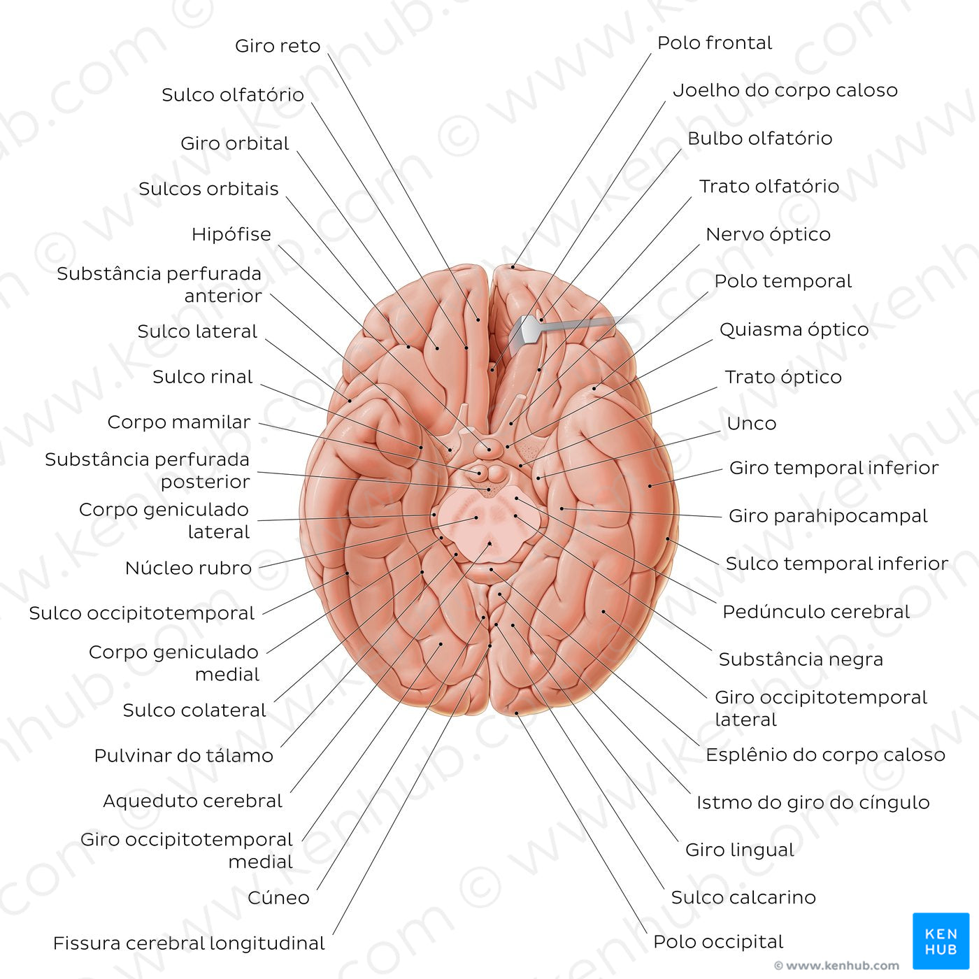 Basal view of the brain (Portuguese)