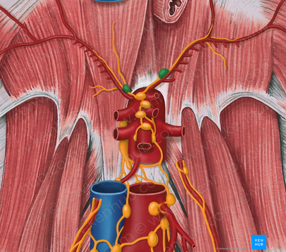 Inferior diaphragmatic lymph nodes (#7082)