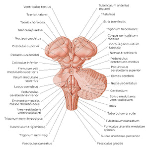 Brainstem and related structures (Latin)