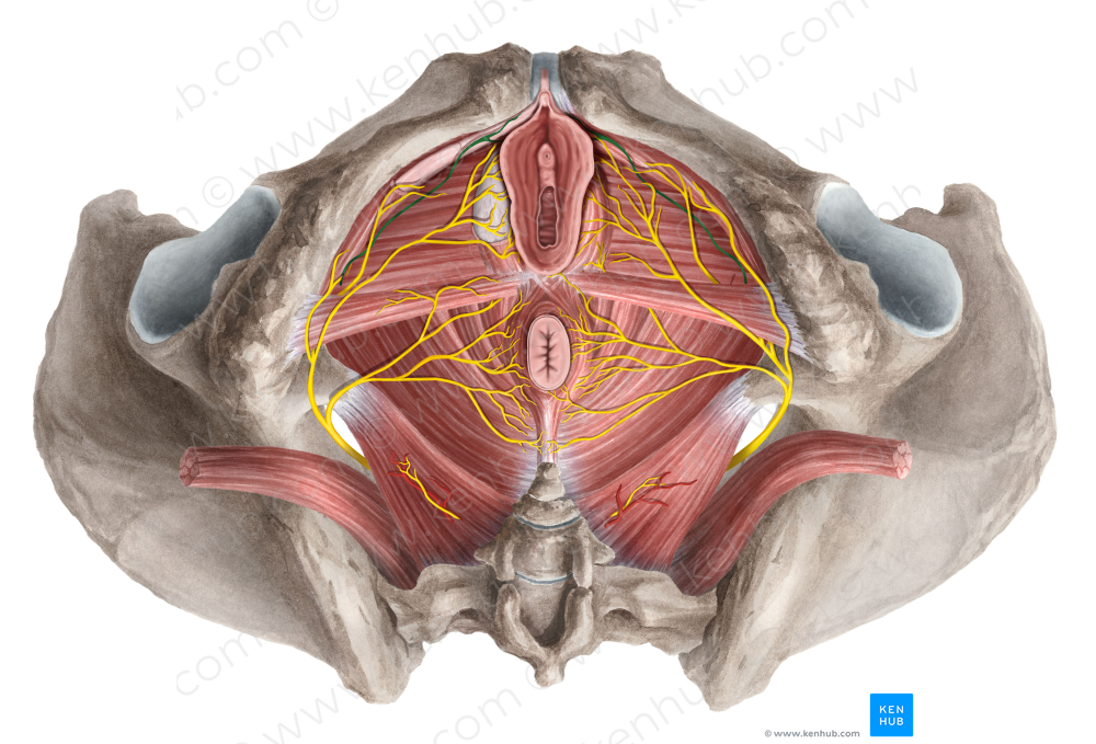 Dorsal nerve of clitoris (#6385)