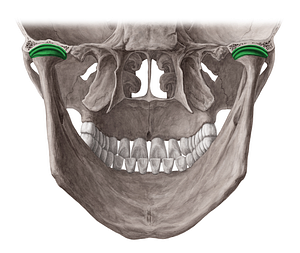 Temporomandibular joint (#2096)