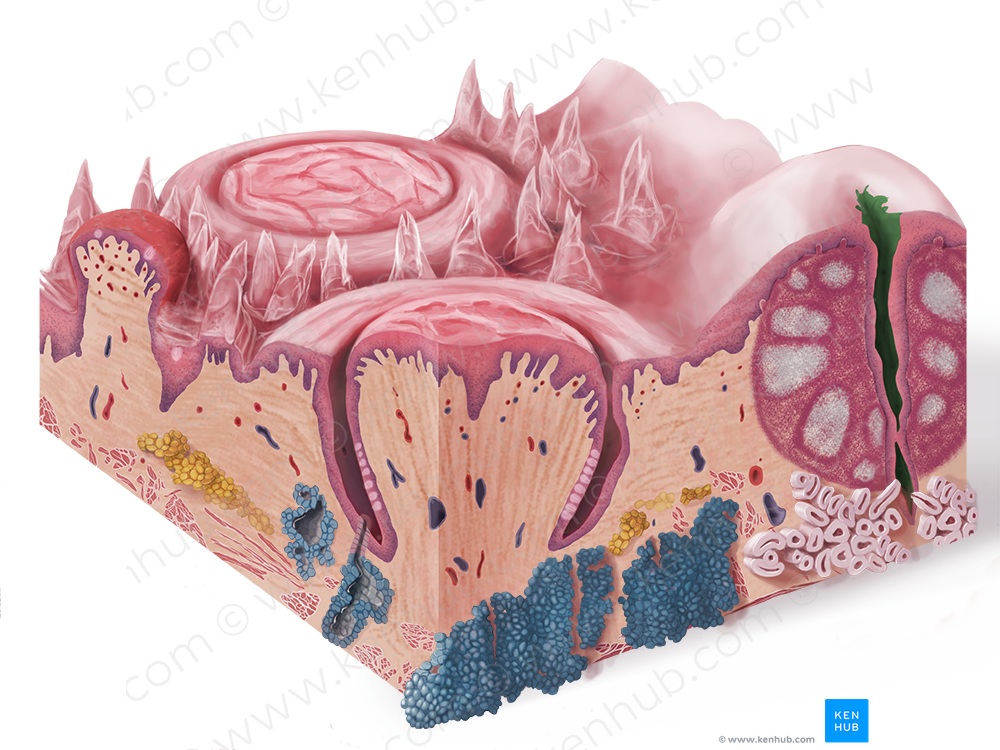 Crypt of lingual tonsil (#3167)