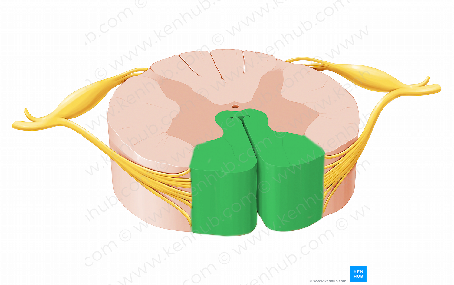 Anterior funiculus of spinal cord (#12024)