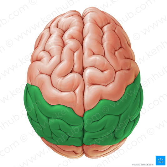 Parietal lobe (#19059)