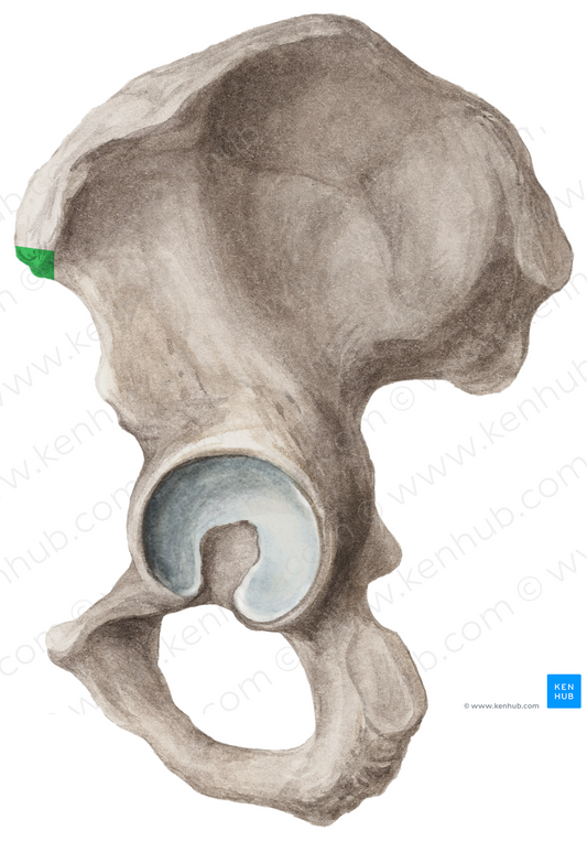 Anterior superior iliac spine (#9096)