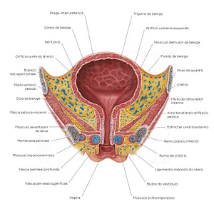 Female urinary bladder (Portuguese)