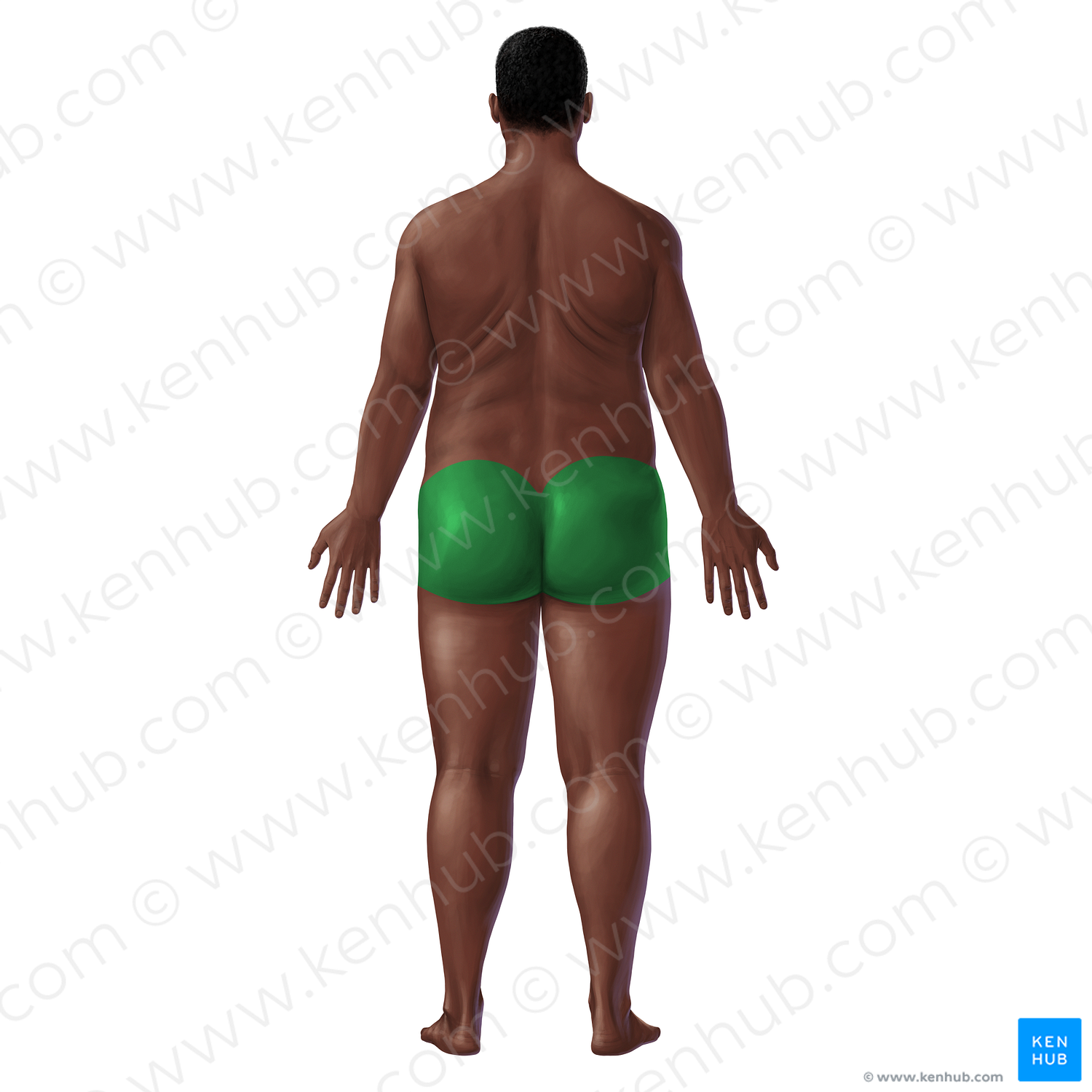 Gluteal region (#20743)