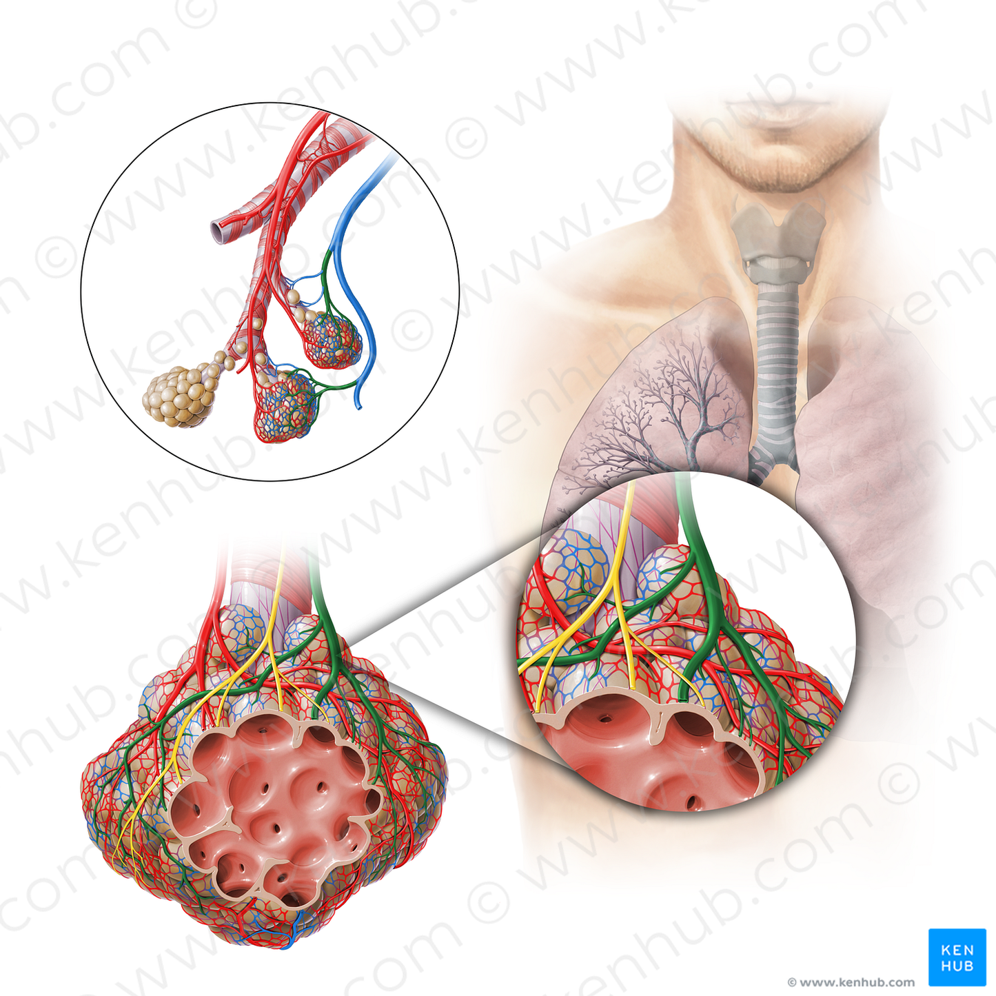 Pulmonary venule (#11306)