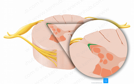 Marginal nucleus (#12065)