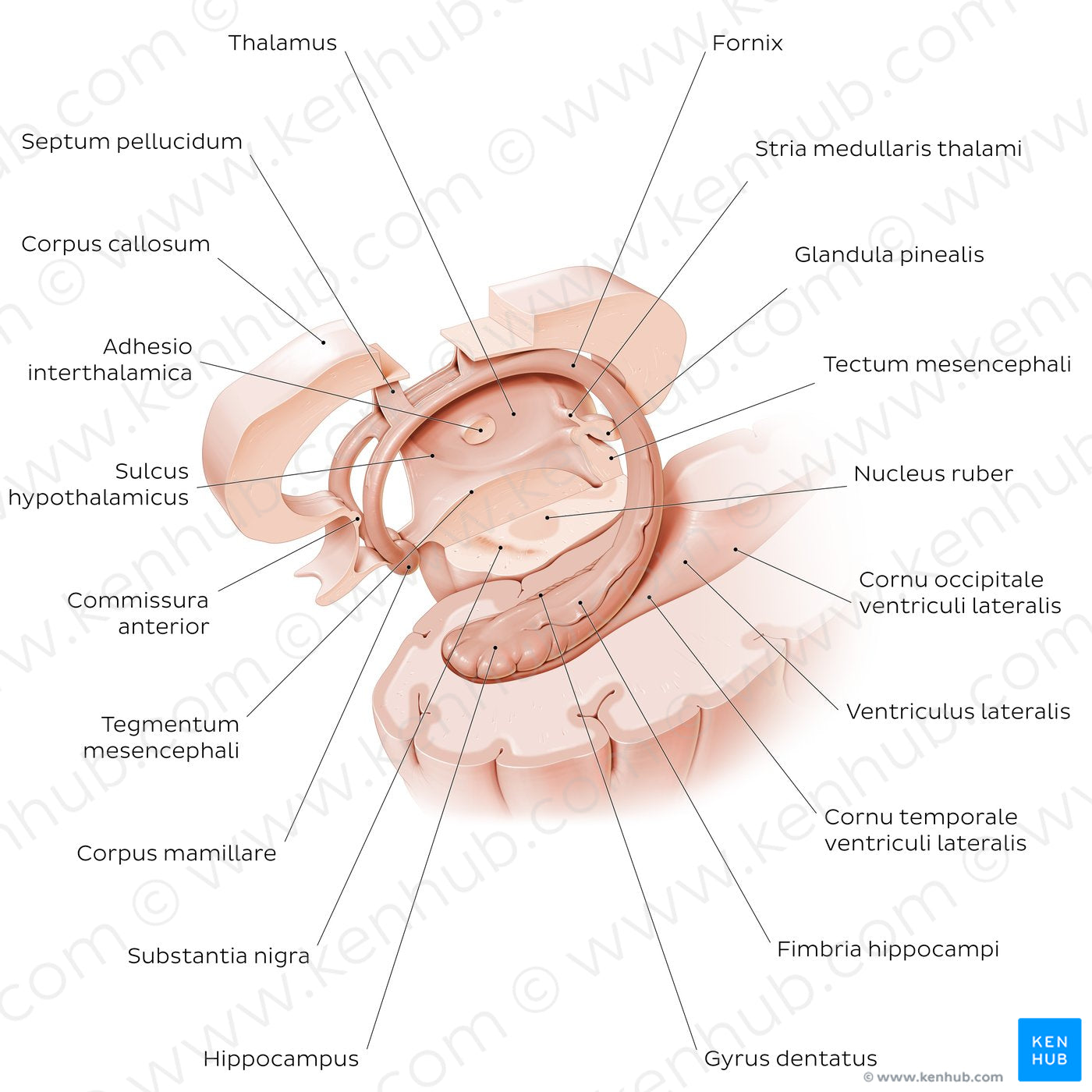 Hippocampus and fornix (Latin)