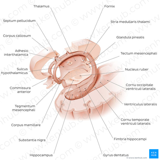 Hippocampus and fornix (Latin)