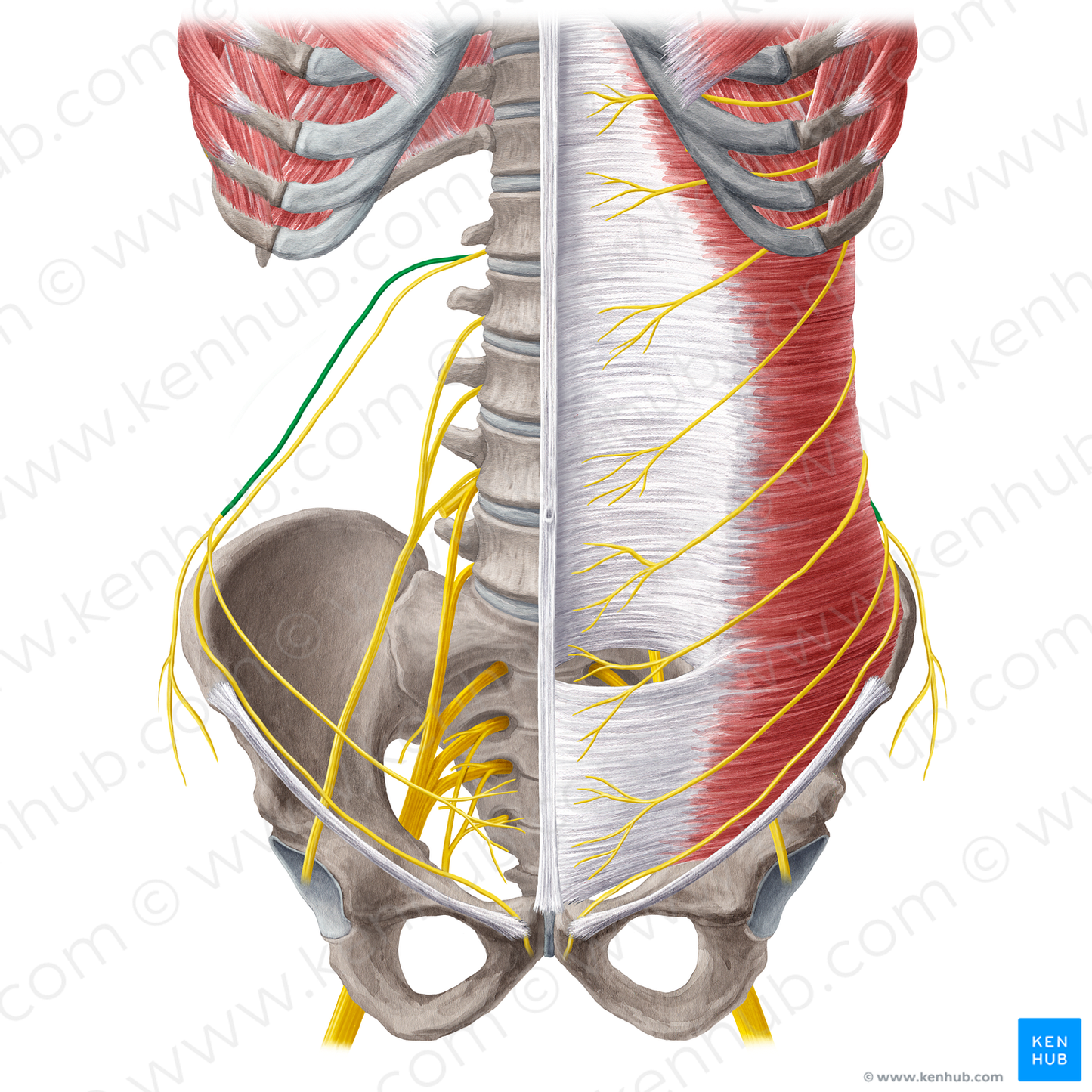 Iliohypogastric nerve (#6473)