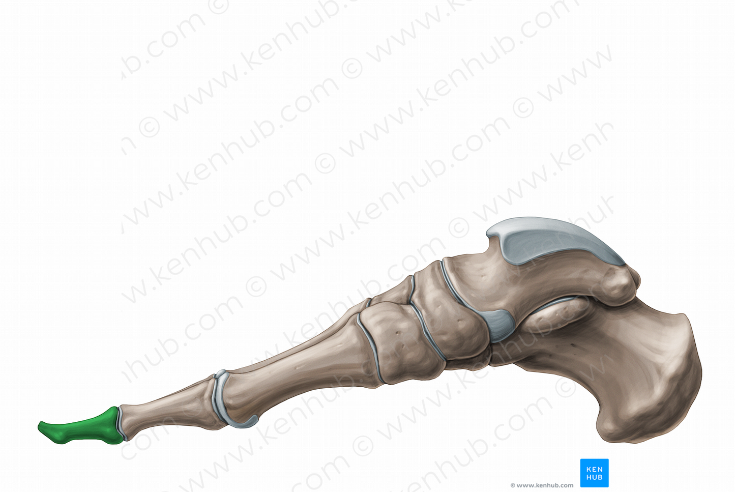 Distal phalanges of foot (#11231)